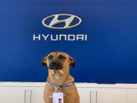 現代巴西的新車推銷員有四條腿，剛得到促銷