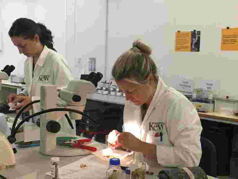 在狂放的莊稼上的英國種子穹頂銀行喂養一個溫暖的世界