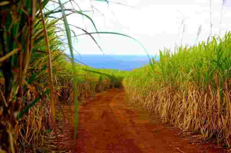 毛里求斯如何成為甘蔗經濟