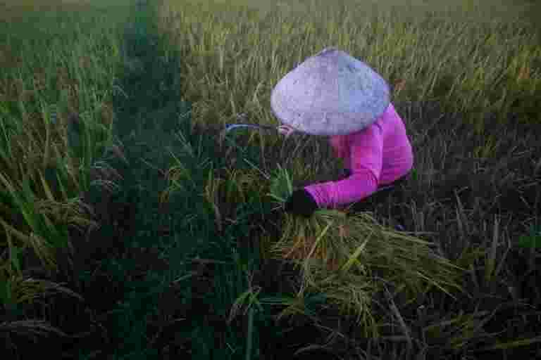 印度米價格恢復;低泰國房價濕越南優惠