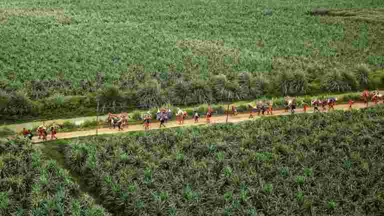 Teri說，Gujarat在拉賈斯坦邦的邊緣土地造林將有助于減少德里的粉塵污染