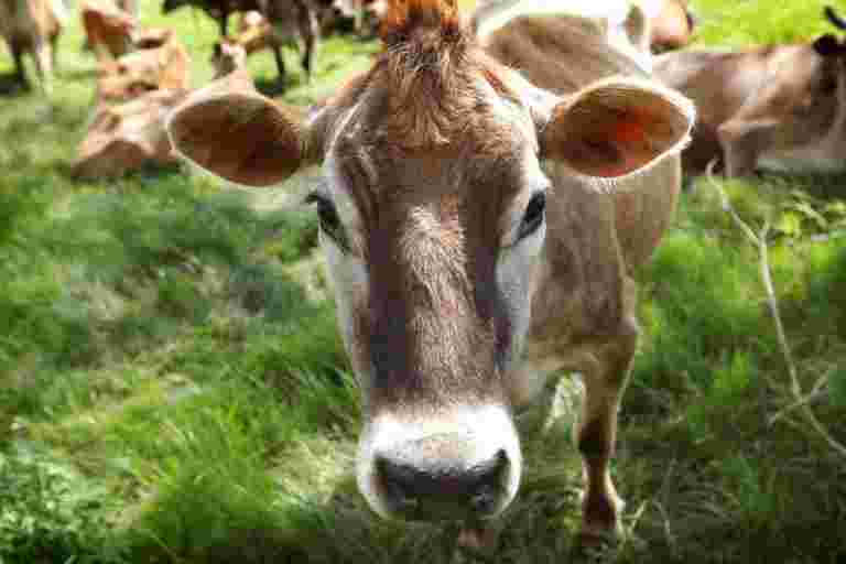 給&ldquo;Rashtra Mata&rdquo;到牛的地位：烏塔塔克手法委員會