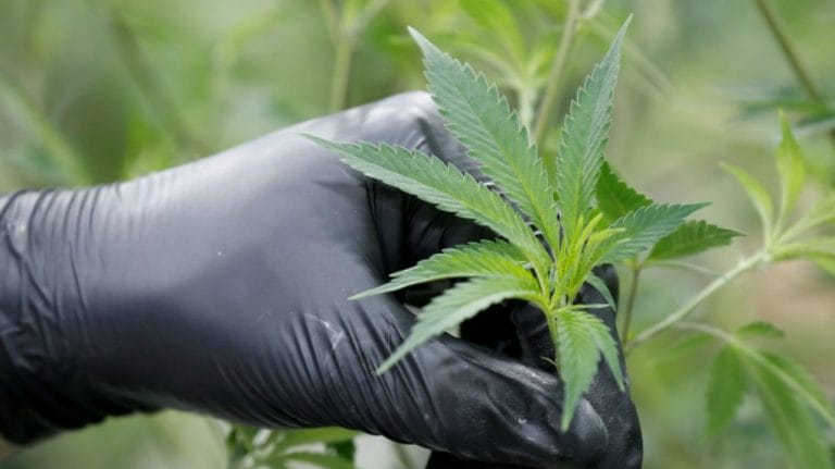 泰國農民眩暈新醫療大麻法律