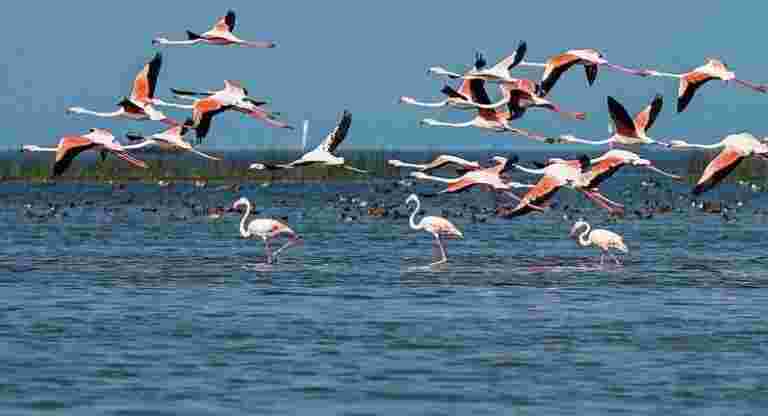 烏龜威脅鳥類的公路項目，烏龜拒絕了