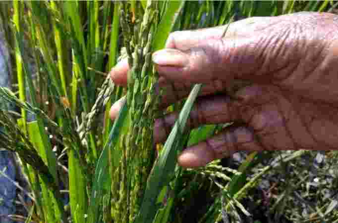 農民的議程希望轉移選舉重點回歸農業危機