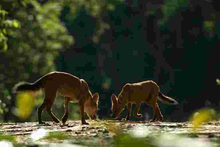 Dhole Packs會繼續漫游西部駐地球沼澤嗎？