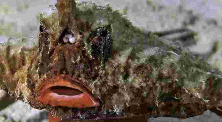 生物多樣性報告說，自1980年以來，海洋塑料污染增加了十倍。