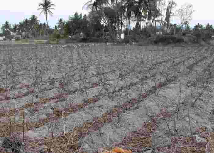 贏得Dharmapuri：盡管有幾個生計問題，金錢和種姓是關鍵
