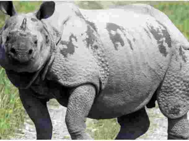 阿薩姆的犀牛棲息地被侵犯者趕上了