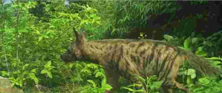 學習說，向Up的Mirzapur森林作為保護儲備