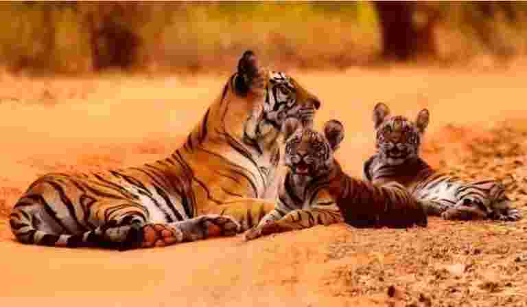 報告稱，拯救老虎儲備和經濟效益的收獲量