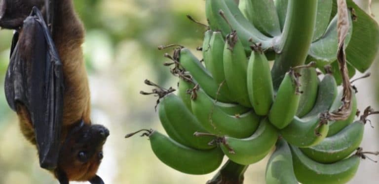 機器學習標志在印度的四種蝙蝠物種能夠舉辦致命的NIPAH病毒
