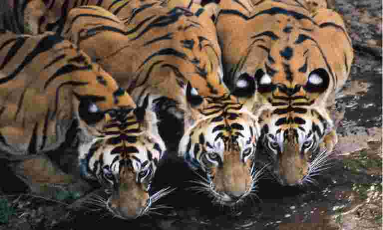 PM Modi釋放虎口普查報告，自2014年以來的人口加倍到2,977