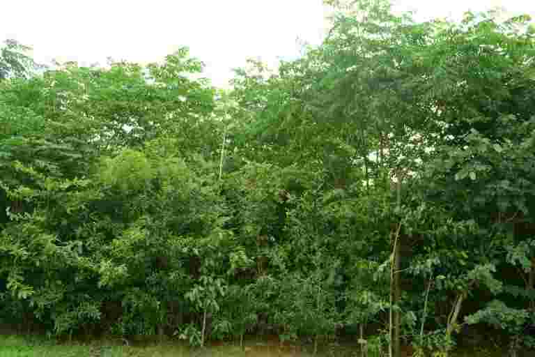 #kindnessmatters：這位工程師已經退出了一個高薪工作到植物樹木