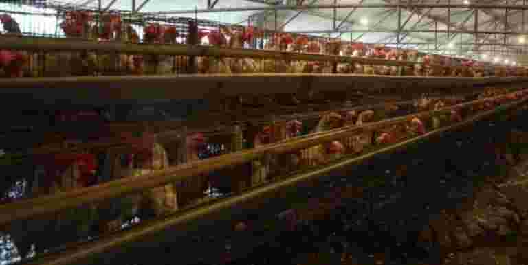 未測量的負擔：農場動物的耐藥抗藥性在印度威脅人類健康