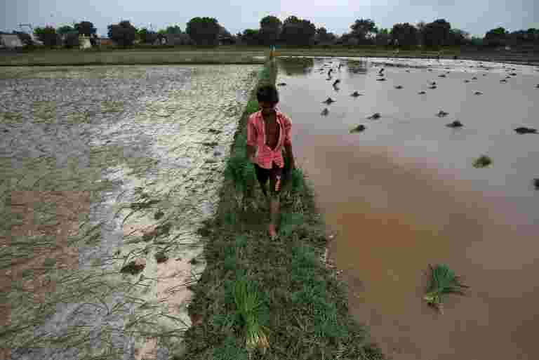 預算2020：要求采用3條關于農業土地租賃，合同農業的中央模范法律，說FM