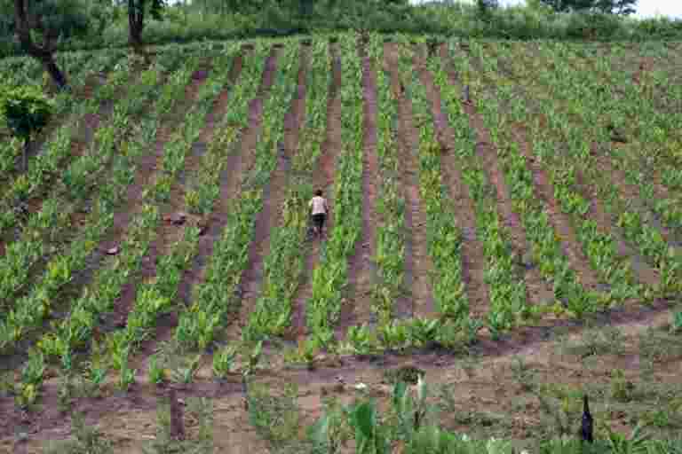 政府改革作物保險計劃