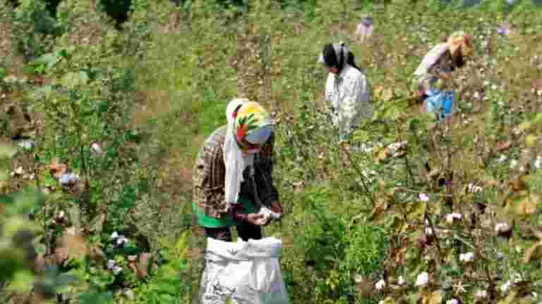 2019年預算：專家表示，政府對農民的收入支持與Telangana和Otisha計劃沒有匹配